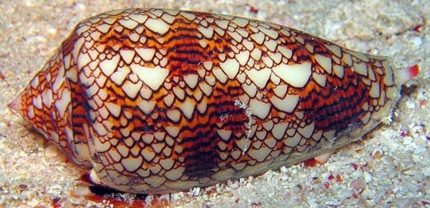 Cone Sea Shell