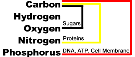 Five Biochemical Elements