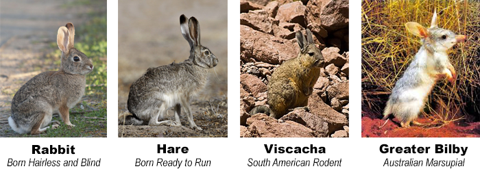 Rabbit Convergent Evolution