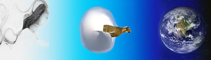 Speed Of Life Banner